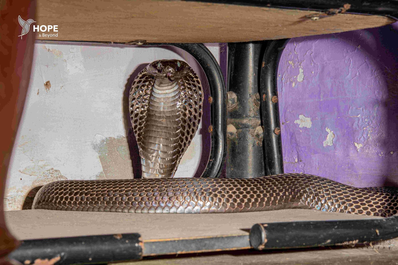 Wildlife Rescue / Snake Catcher Jaipur Rajasthan
